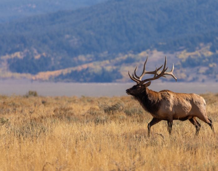 a bull elk during the fall rut in Wyoming